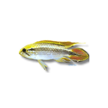 Apistogramma agassizii blue