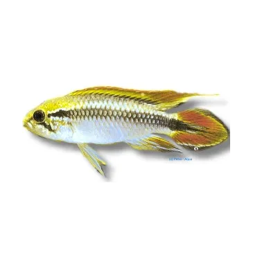 Apistogramma agassizii blue