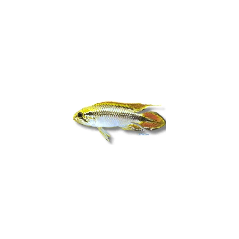 Apistogramma agassizii blue
