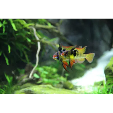 Mikrogeophagus Ramirezi