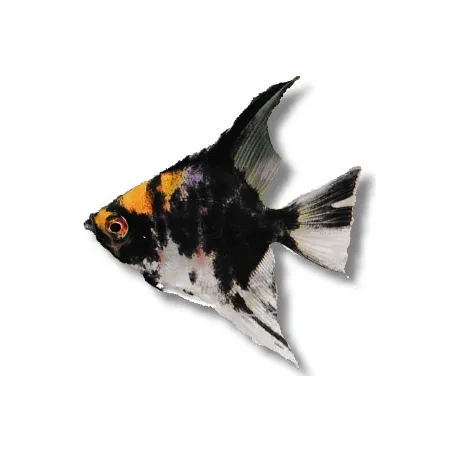 Scalaire yellow head xs