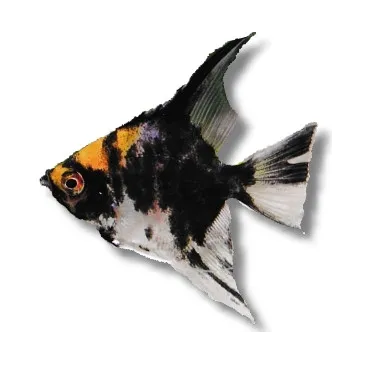 Scalaire yellow head xs