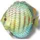 Discus Turquoise Checkerboard 10cm