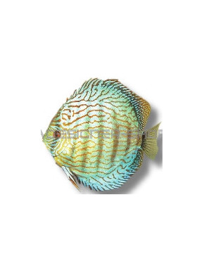 Discus Turquoise Symphysodon aequifasciatus 10cm