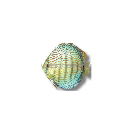 Discus Turquoise Checkerboard 10cm