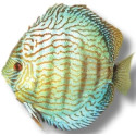 Discus Turquoise Checkerboard 10cm