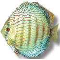 Discus Turquoise Symphysodon aequifasciatus 10cm