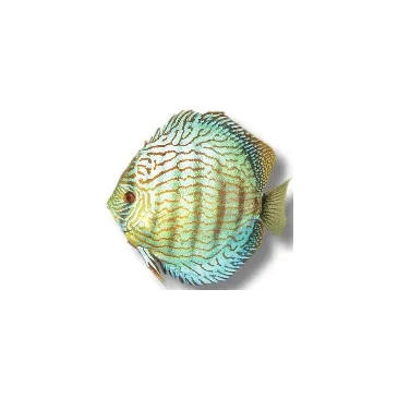 Discus Turquoise Checkerboard 10cm