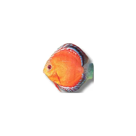 Discus Red Alenquer 7cm (9cm)