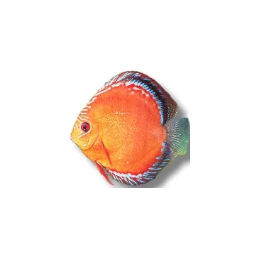 Discus Red Alenquer 7cm (9cm)
