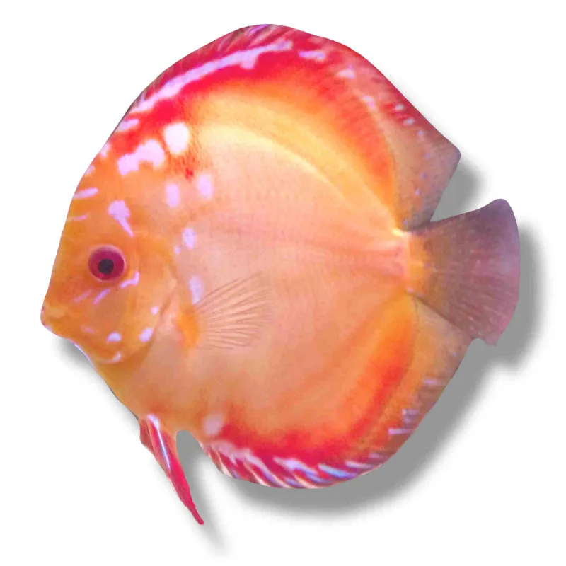 Discus Pigeon blood 7cm (9cm)