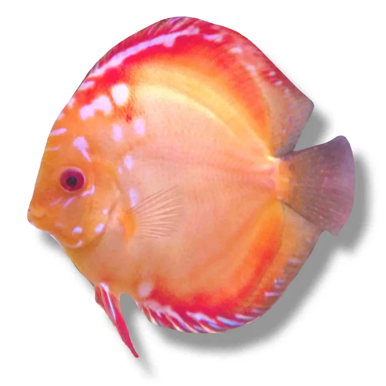 Discus Pigeon blood 7cm (9cm)