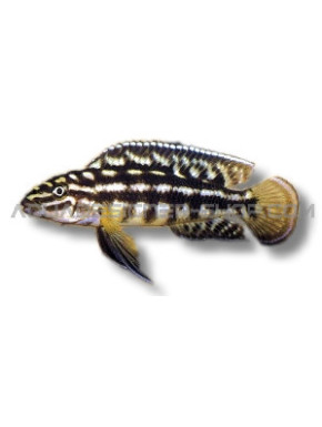 julidochromis marlieri