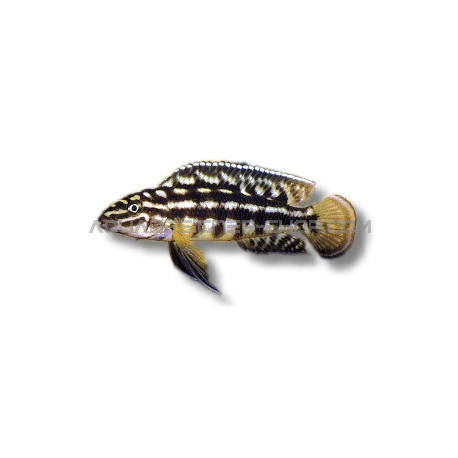 julidochromis marlieri