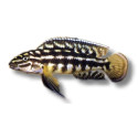 julidochromis marlieri