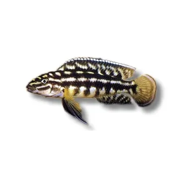 julidochromis marlieri