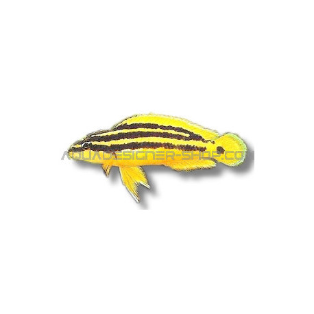 julidochromis ornatus