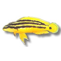 julidochromis ornatus