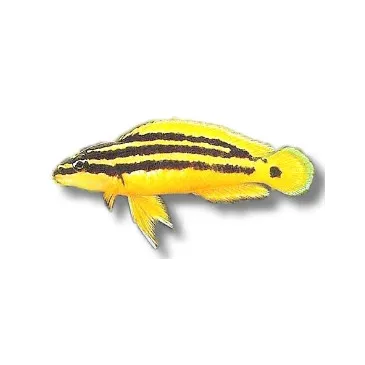 julidochromis ornatus