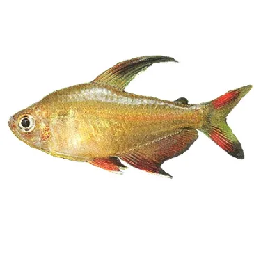 Hyphessobrycon bentosii