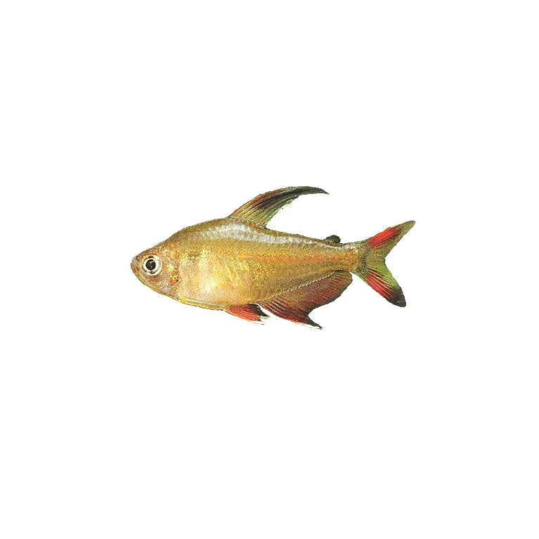 Hyphessobrycon bentosii