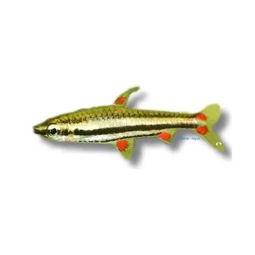 Nannostomus trifasciata