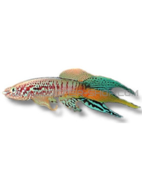 Fundulopanchax sjoestedti - Aphyosemion