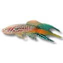 Fundulopanchax sjoestedti - Aphyosemion