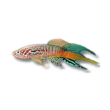 Aphyosemion sjoestedi