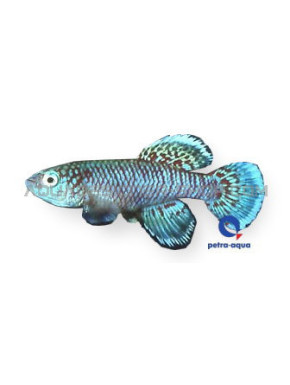 Nothobranchius eggersi blue