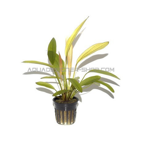 Echinodorus 'Red Diamond'