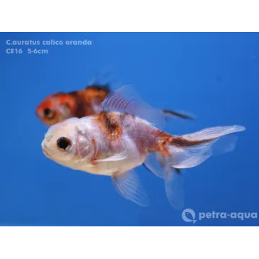 Calico oranda - Carassius auratus