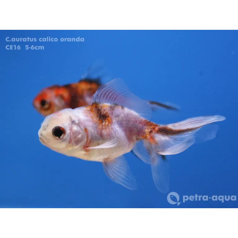 Calico oranda - Carassius auratus