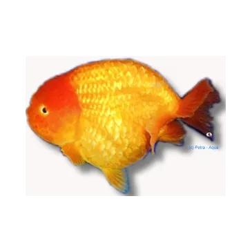 Calico ranchu - Carassius auratus