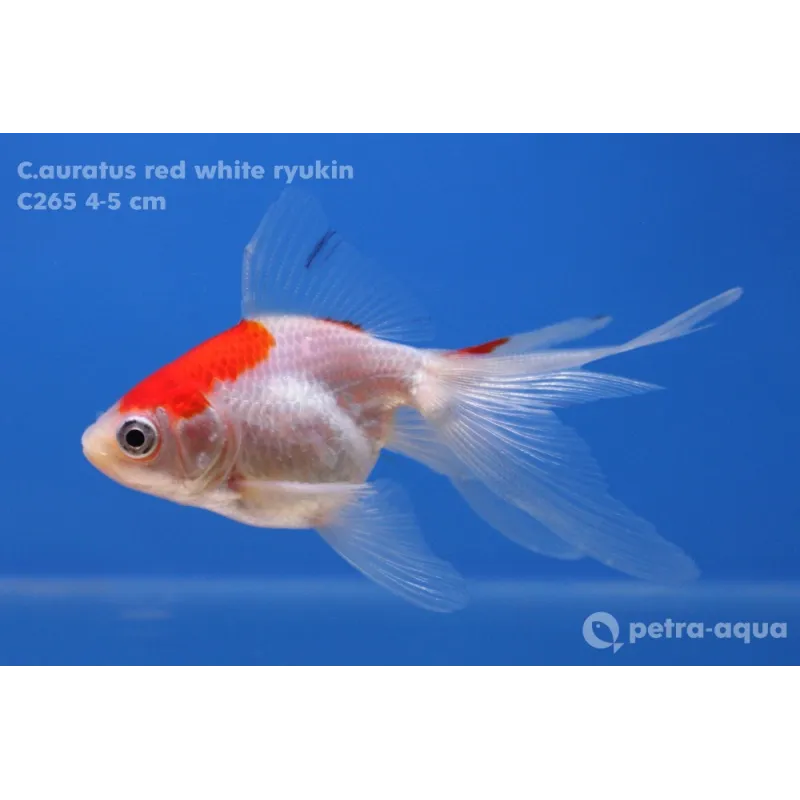 Calico ryukin - Carassius auratus