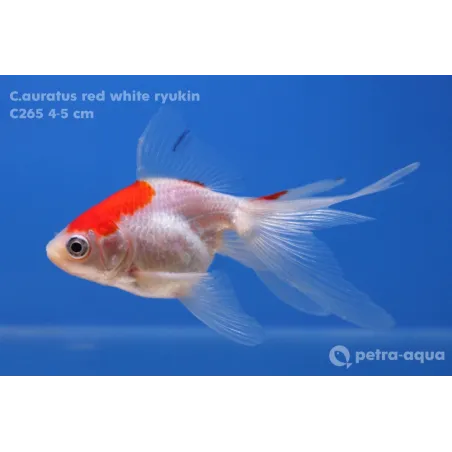 Calico ryukin - Carassius auratus
