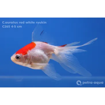 Calico ryukin - Carassius auratus