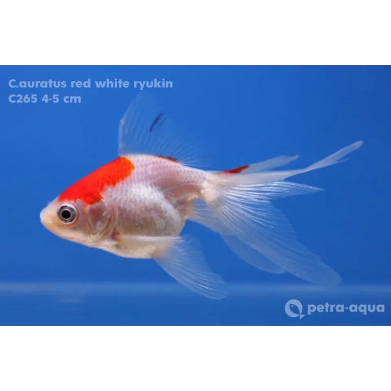 Calico ryukin - Carassius auratus