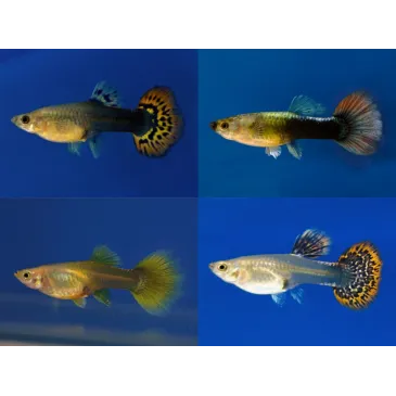 Guppy - Poecilia reticulata