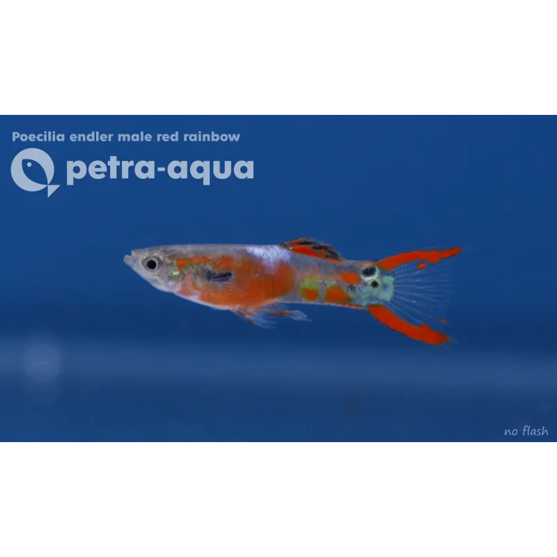 Guppy endler red rainbow
