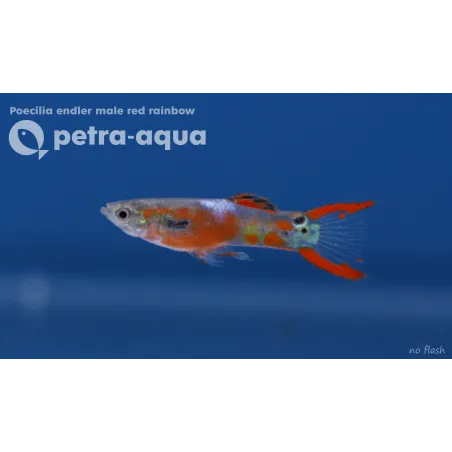Guppy endler red rainbow