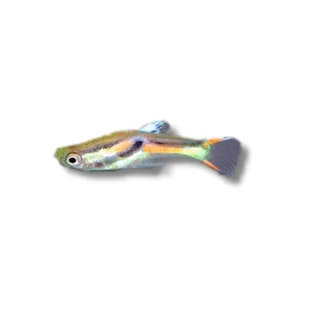 Guppy endler sauvage mix