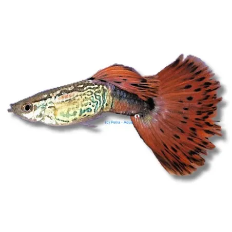 Guppy snakeskin mix