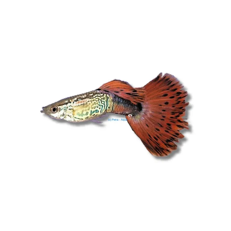Guppy snakeskin mix