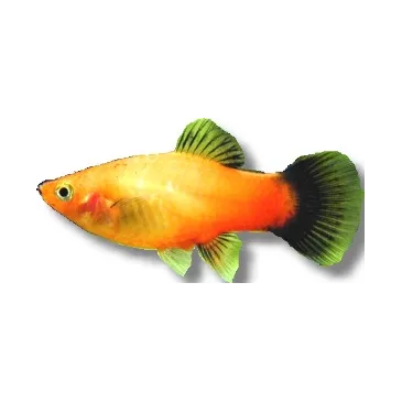 Xiphophorus Maculatus