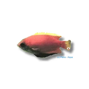 Colisa trichogaster Chuna sota