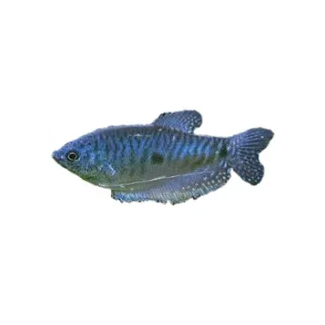 Trichogaster trichopterus