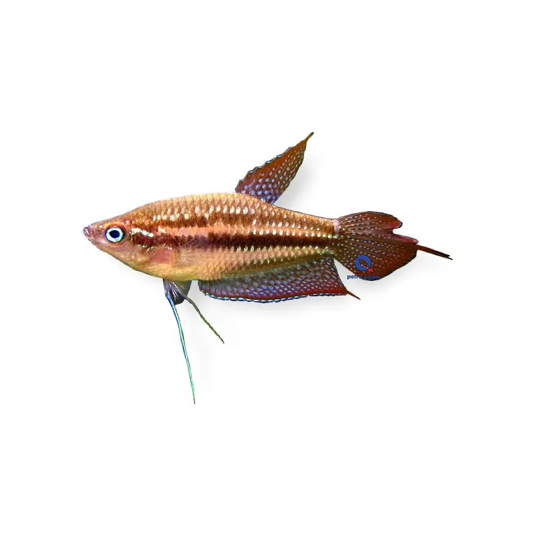 Trichopsis Pumila pumilus