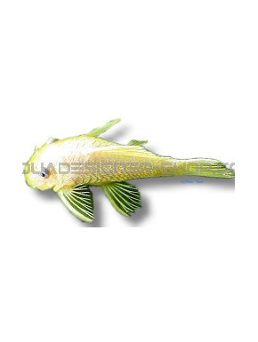 L144 Ancistrus sp Lemon S