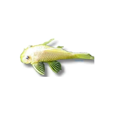 L144 Ancistrus sp Lemon S